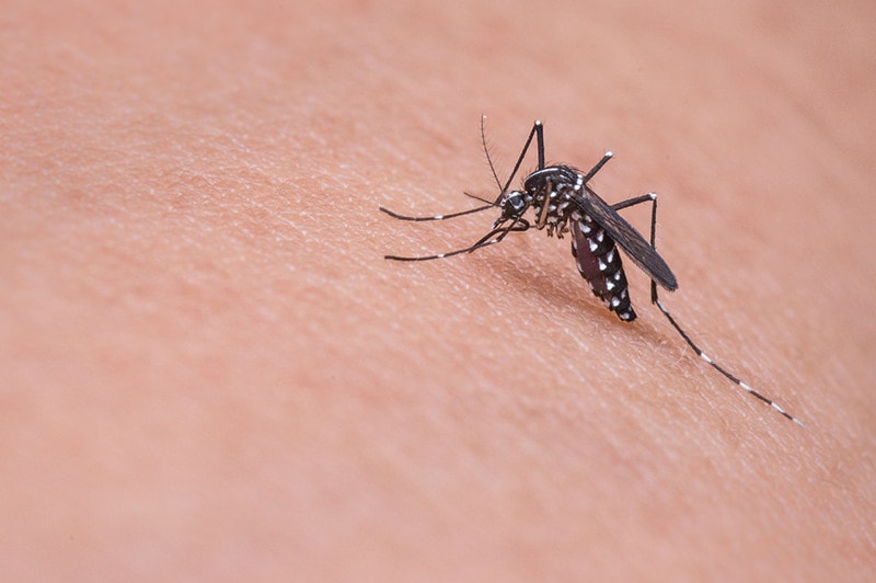 House Mosquitoes