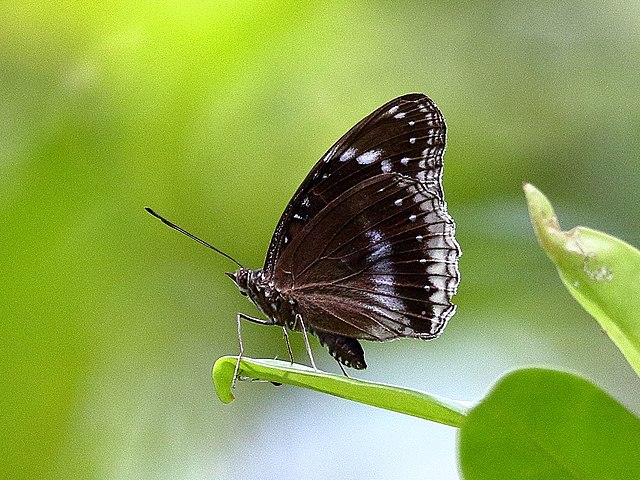 Saltbush Sootywing Butterfly