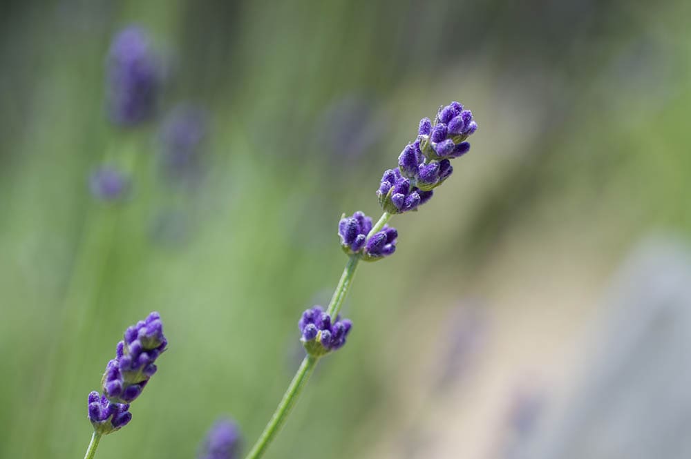 Imperial gem lavender