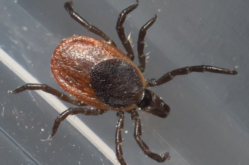 Blacklegged Tick (Ixodes scapularis)