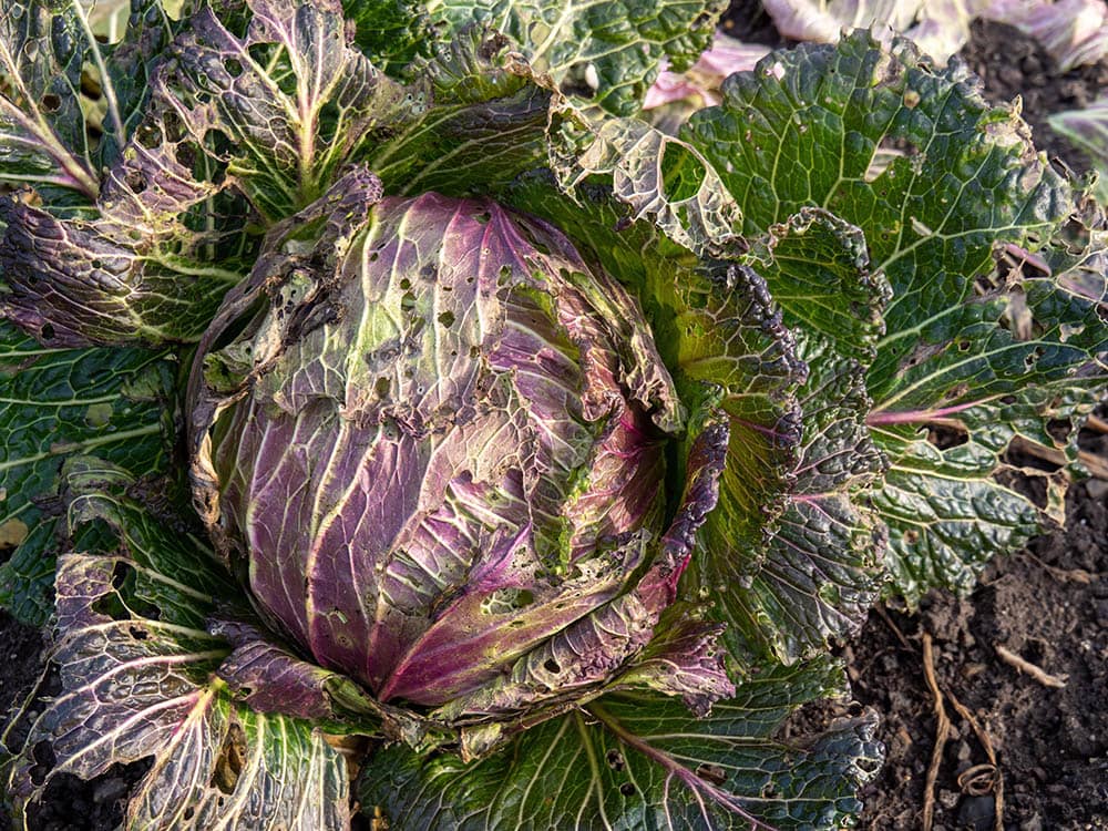 January king cabbage