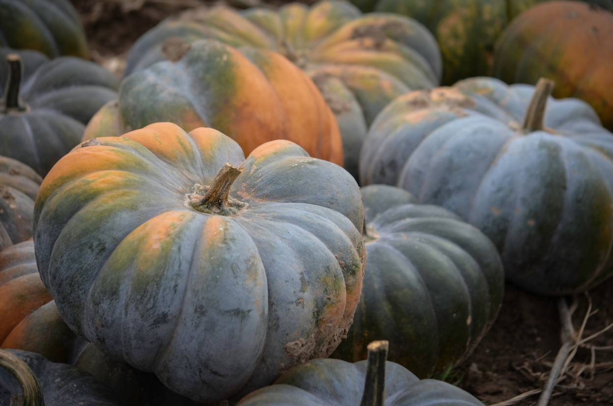 Jarrahdale Pumpkin