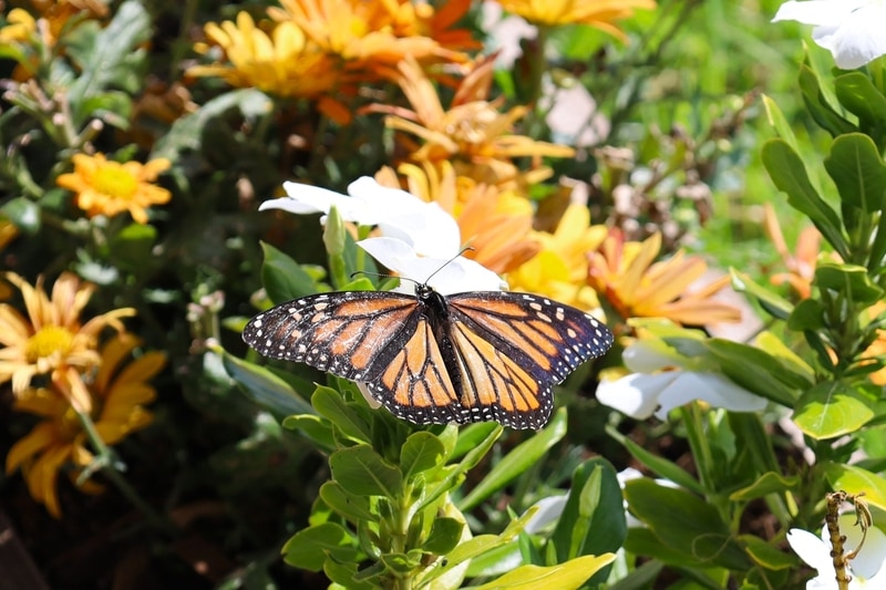 Kamehameha Butterfly
