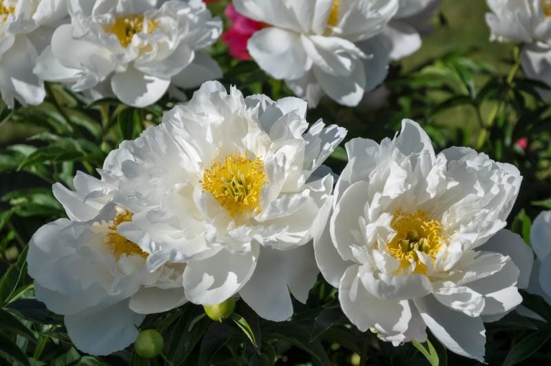 Krinkled white peony blooming in the garden