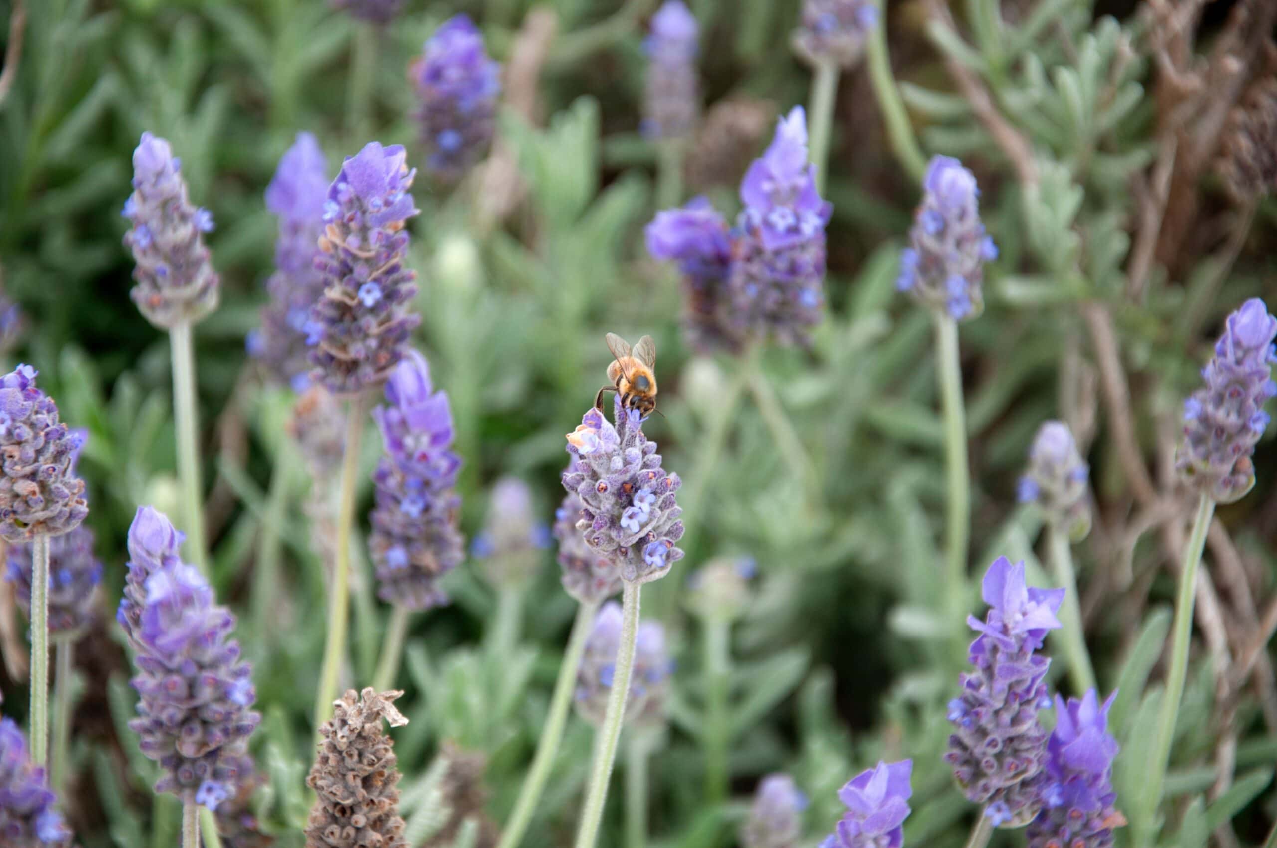 Lavenite Petite Lavender