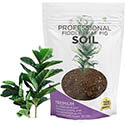 Leaves and Soul Fiddle Leaf Fig House Plant Soil