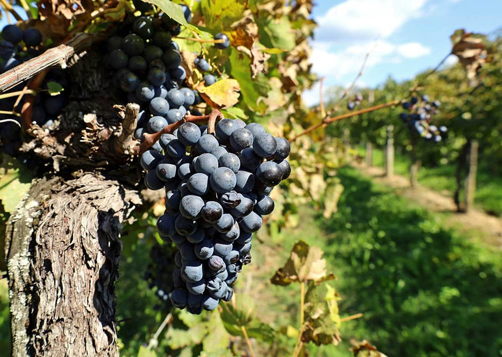 Lemberger grape