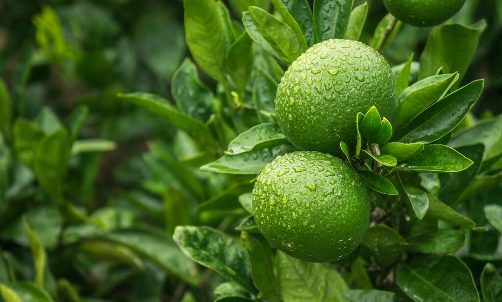 Lime