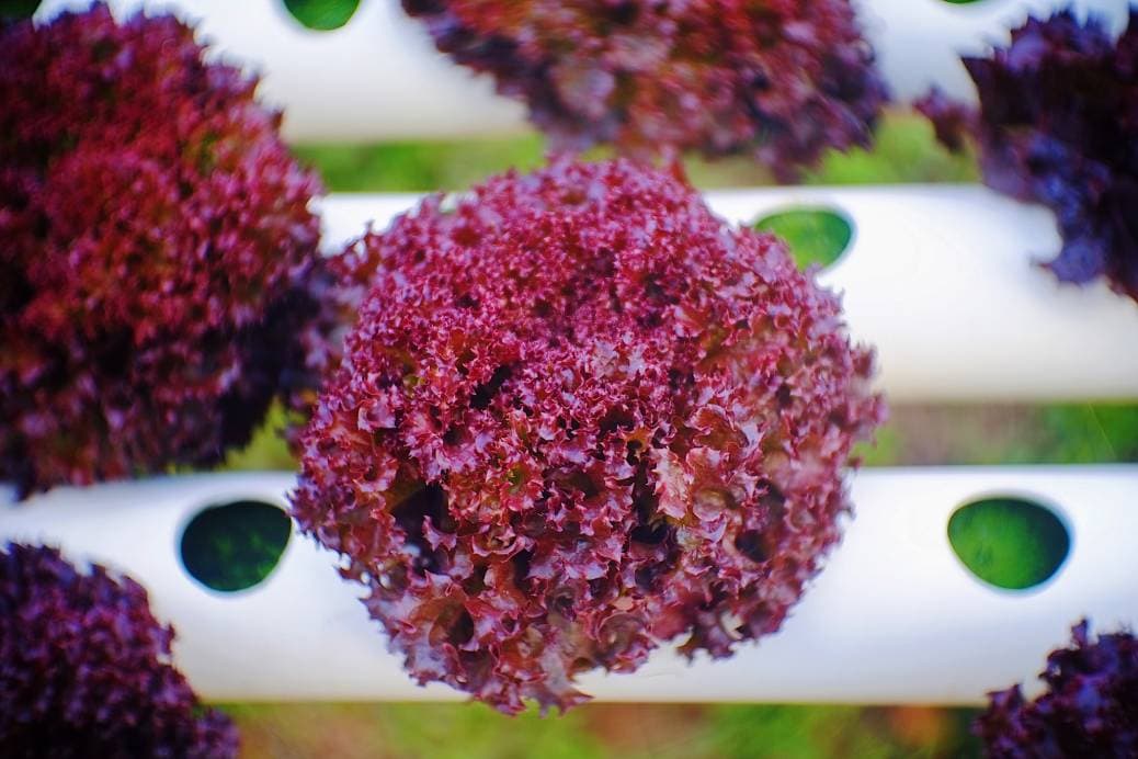 Lollo Rosso lettuce