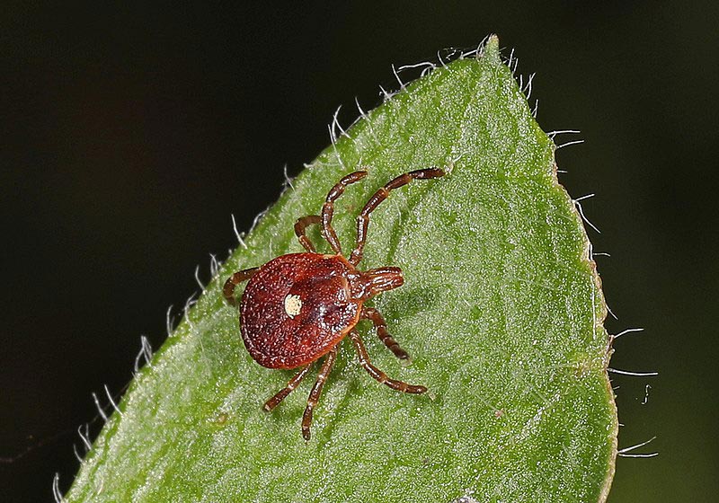 This picture contains the lone star tick, which is one of three ticks that can cause Ehrlichiosis.