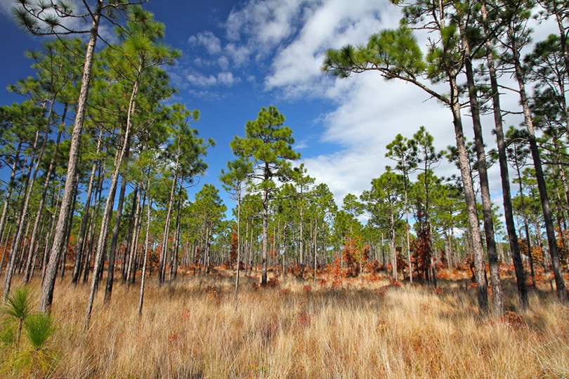 Longleaf Pine Forest