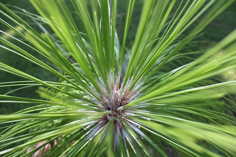 Longleaf Pine