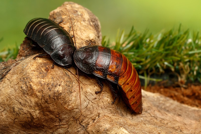 Madagascar Hissing Cockroach