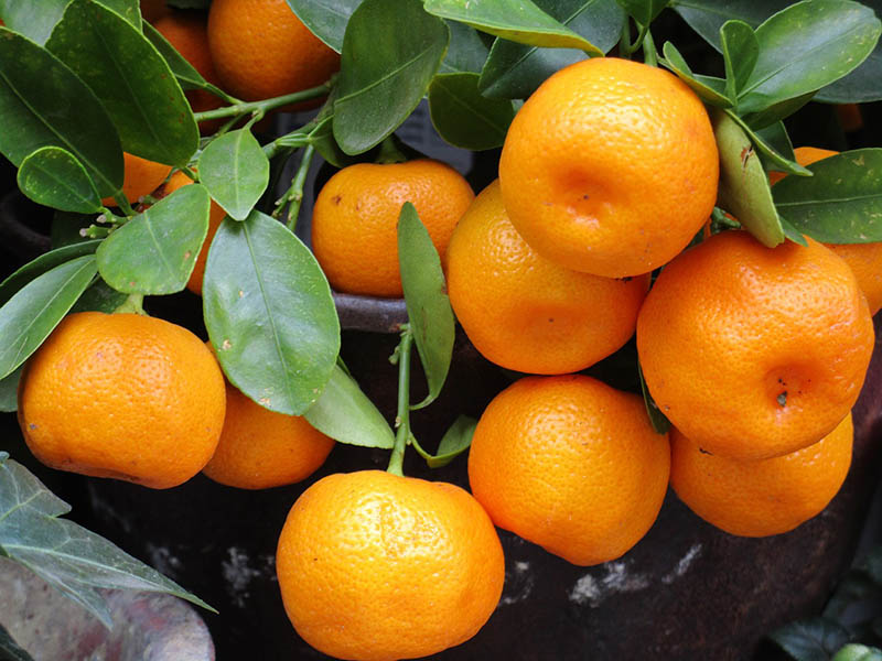 Mandarin Oranges