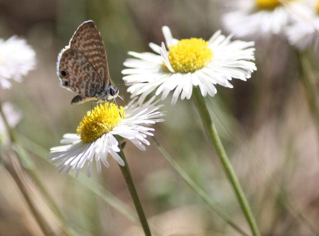 Marine Blue Butterfly
