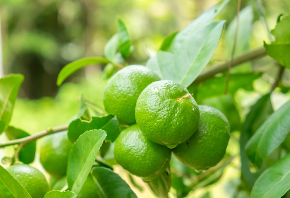 Mexican Lime