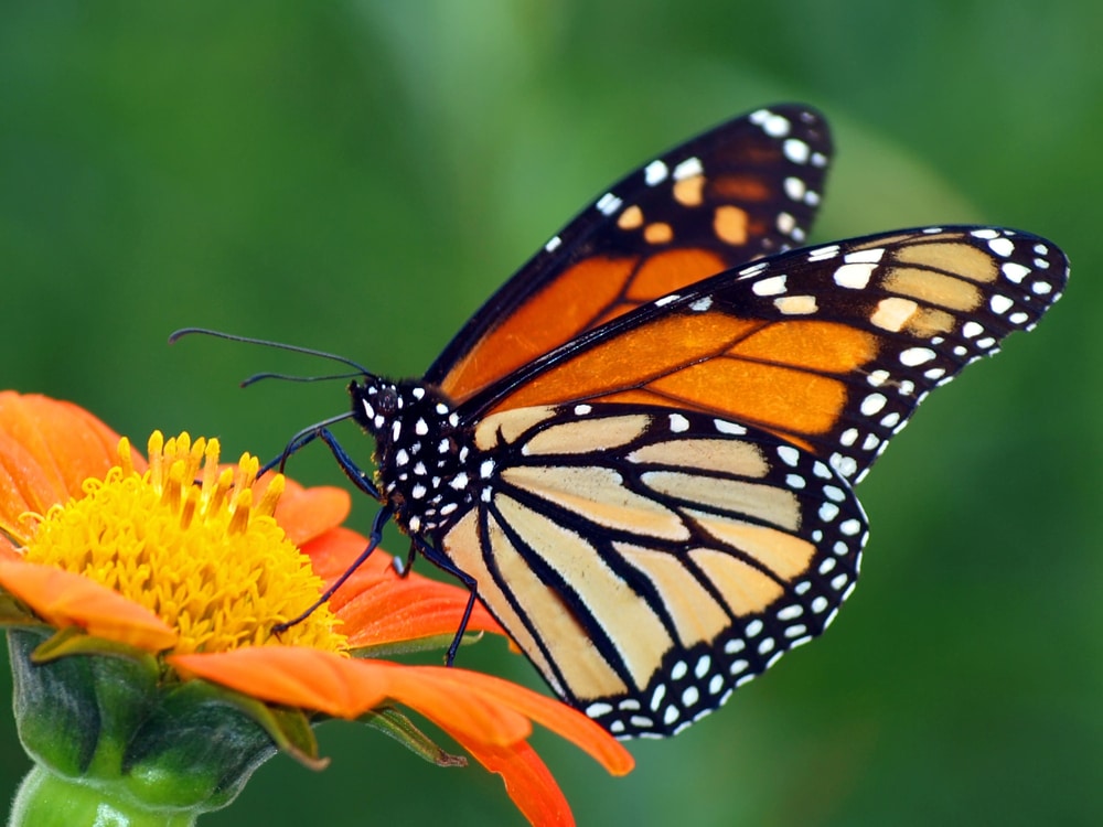 Mexican Yellow Butterfly