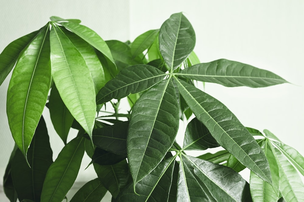 Money Tree