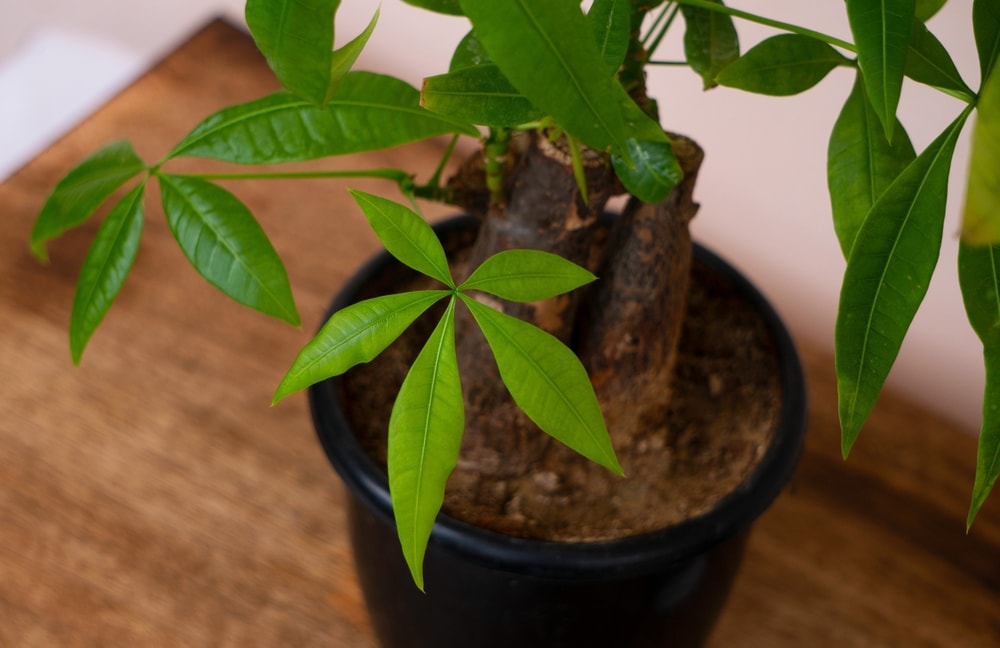 Money tree