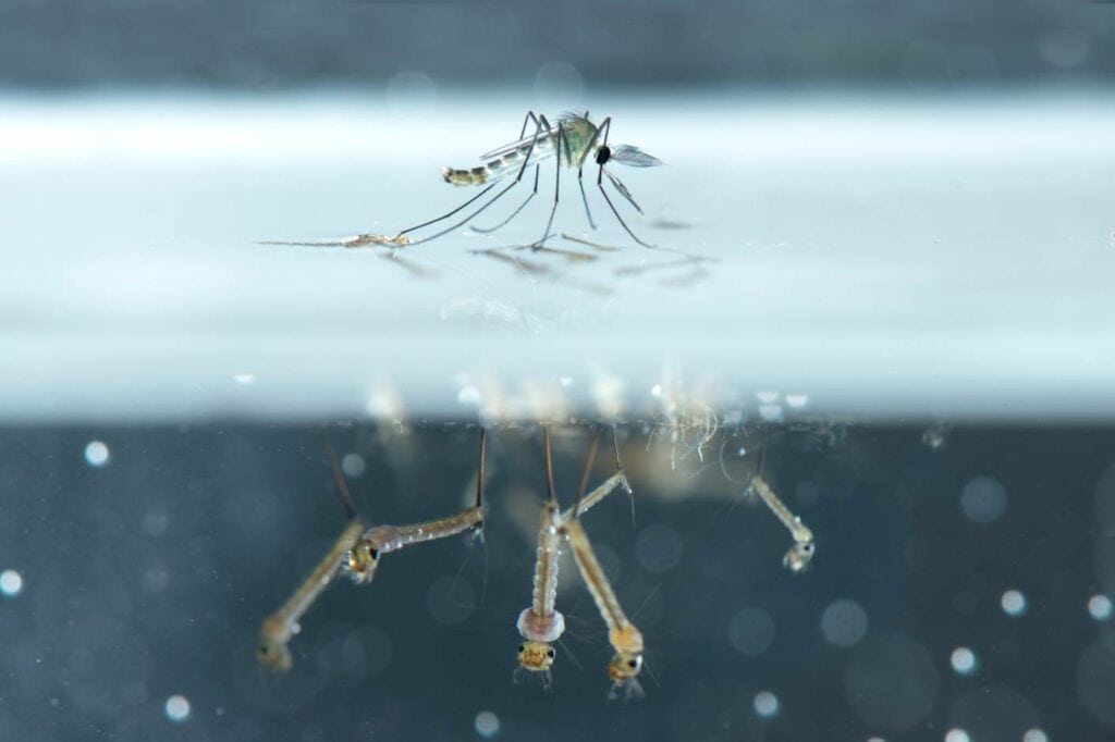 Mosquito Larvae