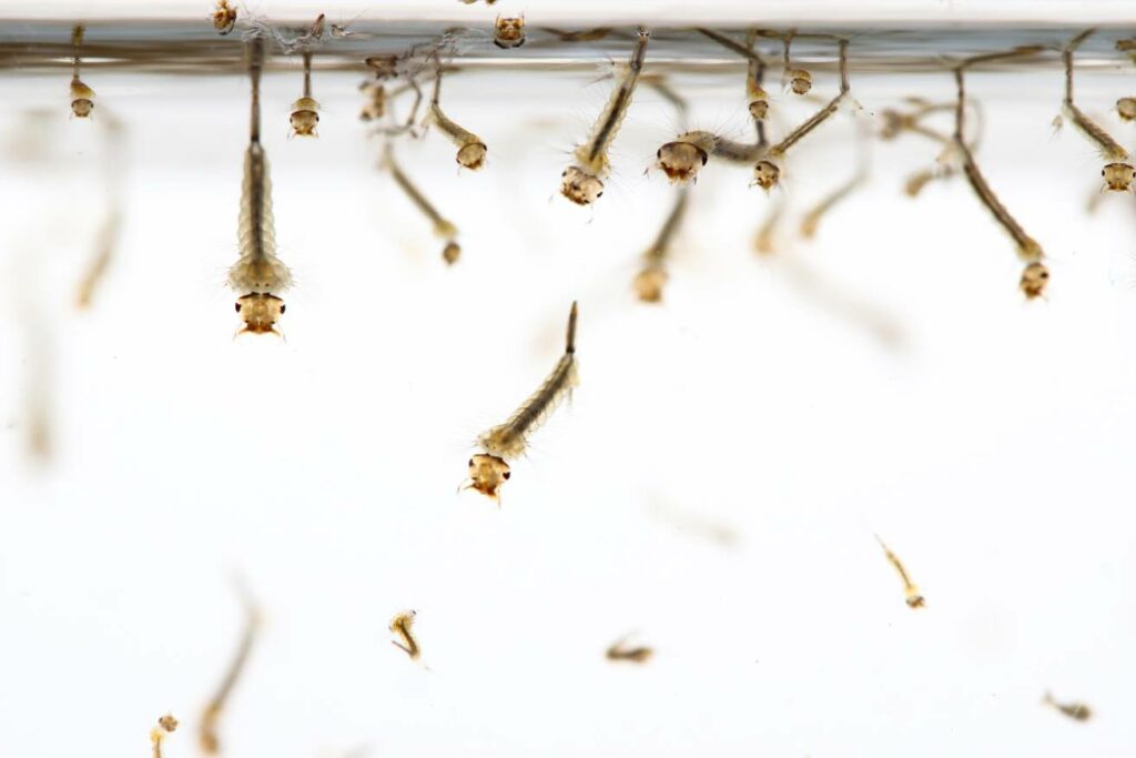 Mosquito Larvae