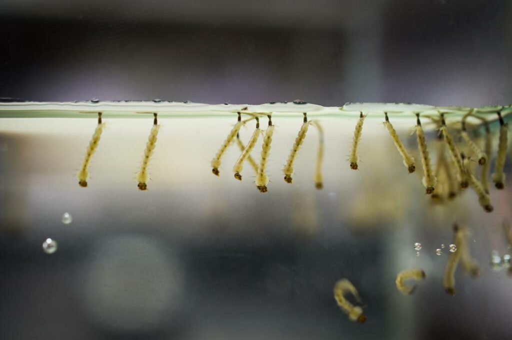 Mosquito Larvae