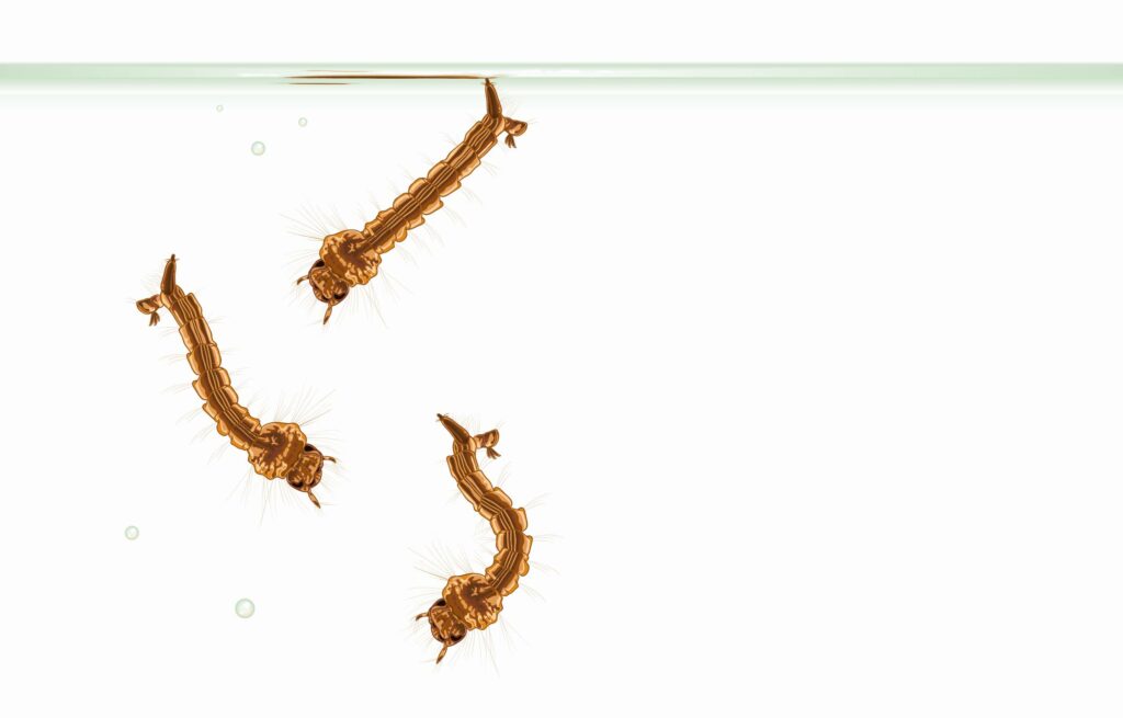 Mosquito Larvae