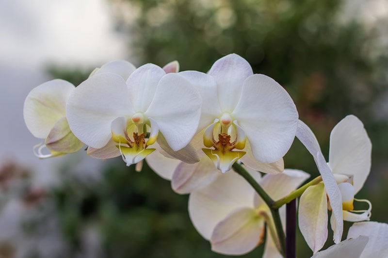 white Moth Orchids (Phalaenopsis)