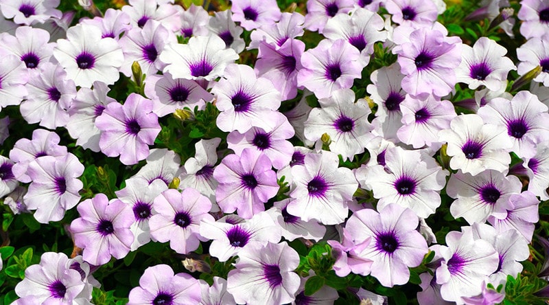 Multiflora petunias