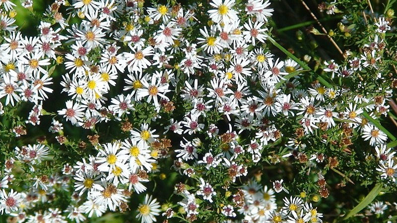 New York Aster