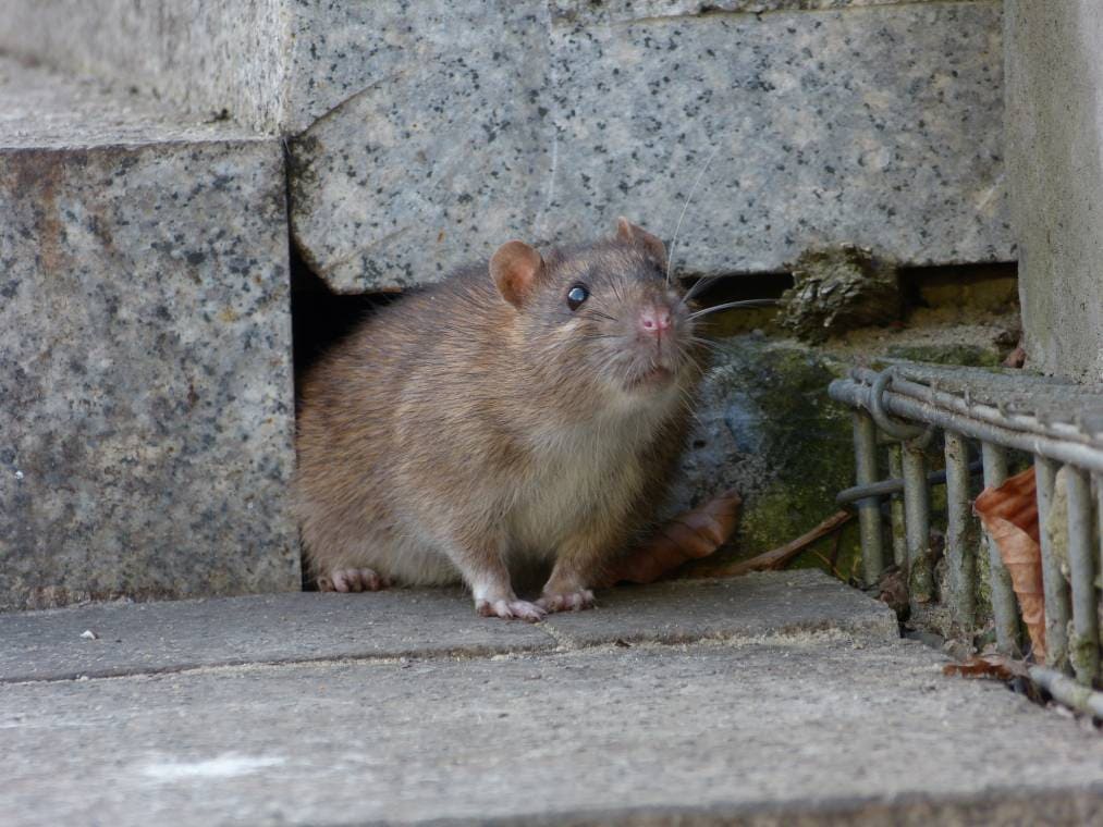 Norway Rat