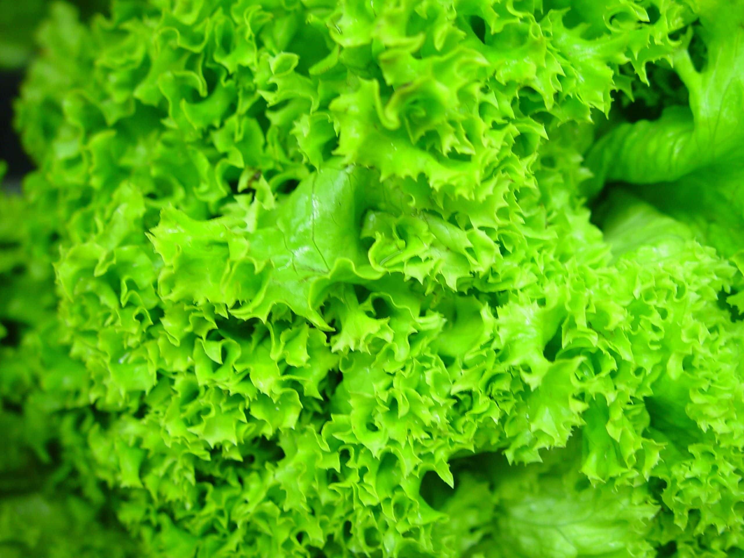 Oakleaf lettuce