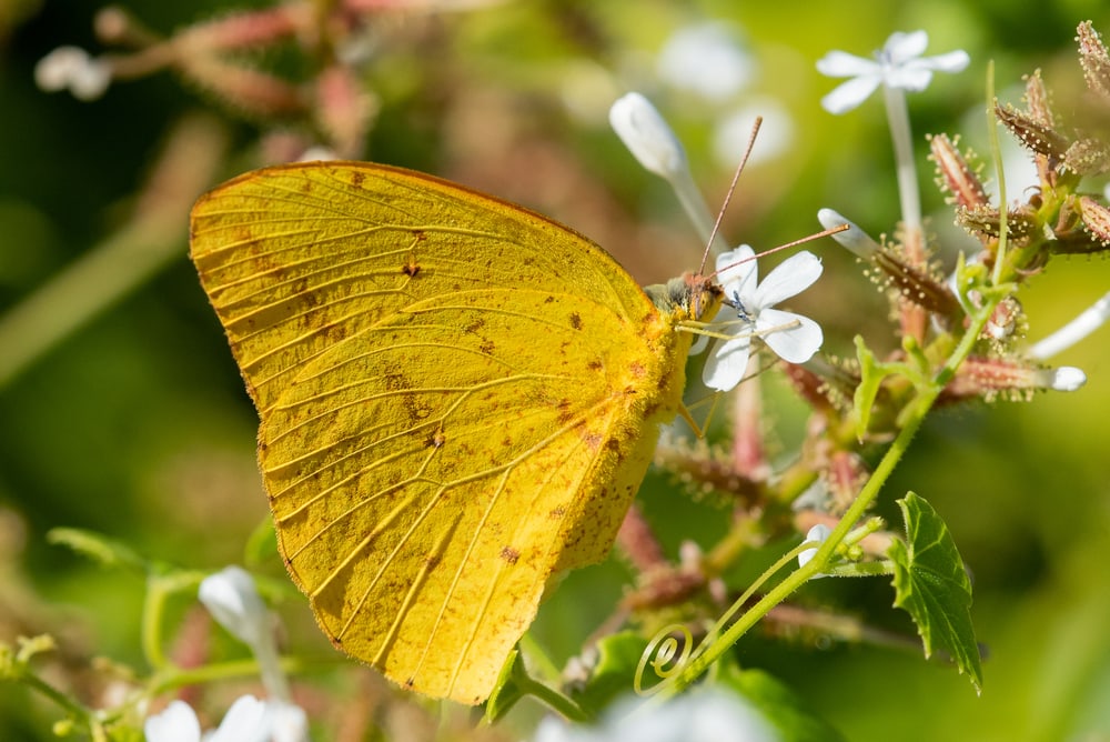 Orange Sulphur Butterfly