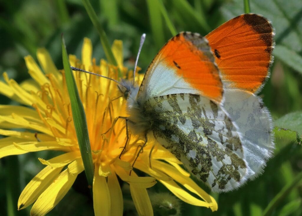Orange Tipped Hairstreak Butterfly