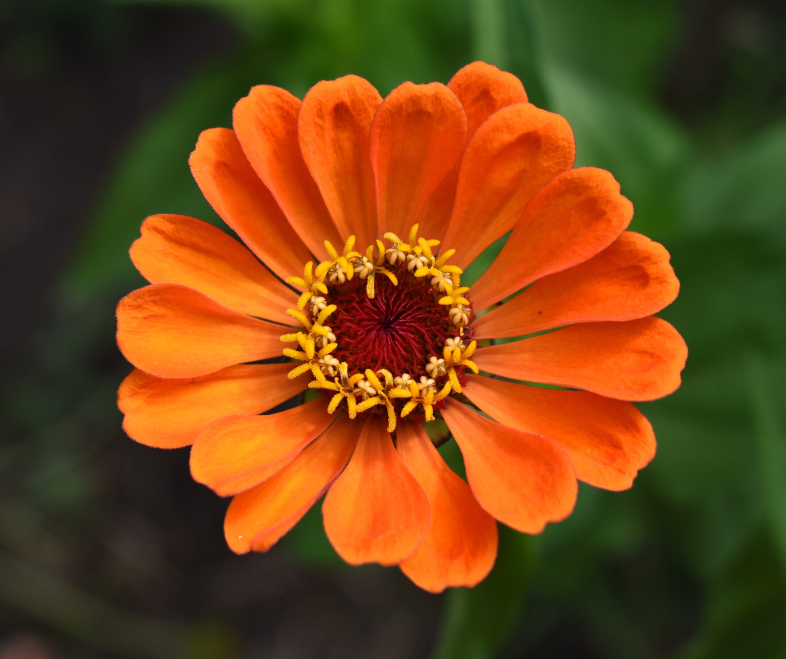 Queeny Lime Orange Zinnia flower