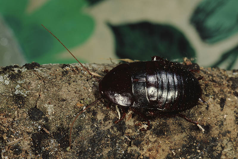 Oriental,Cockroach