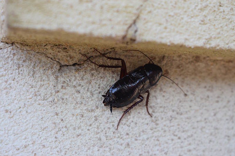 oriental cockroach