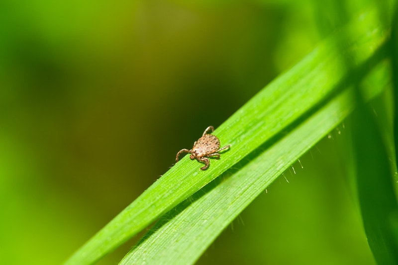 Pacific Coast Tick