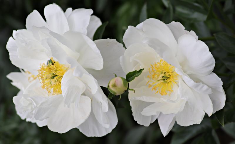 Paeonia Miss America (PEONY MISS AMERICA)
