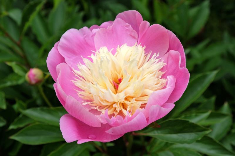 Paeonia lactiflora 'Bowl Of Beauty Peony'