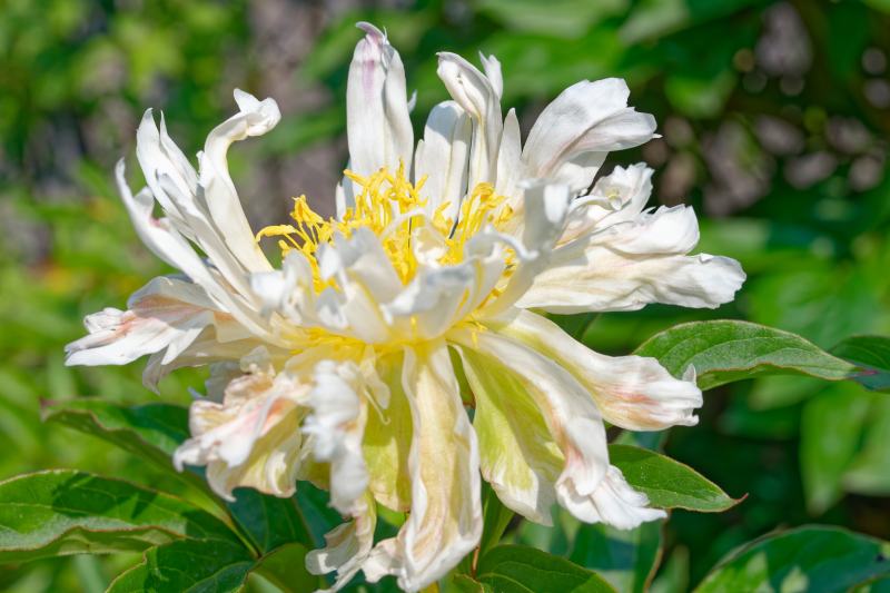 Paeonia lactiflora “Green Halo”