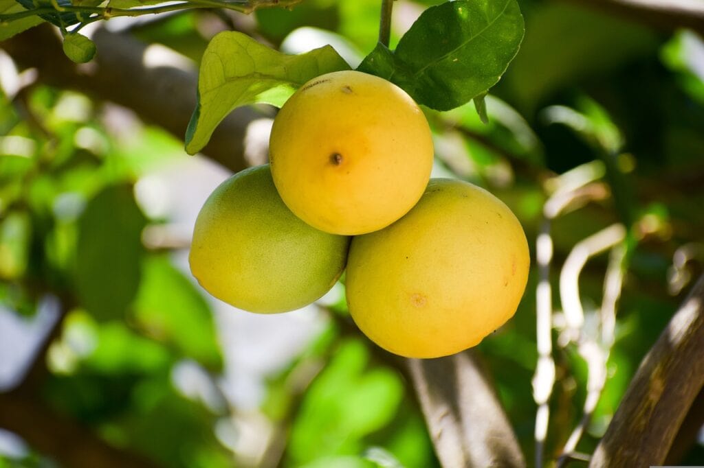 Palestinian Sweet Lime