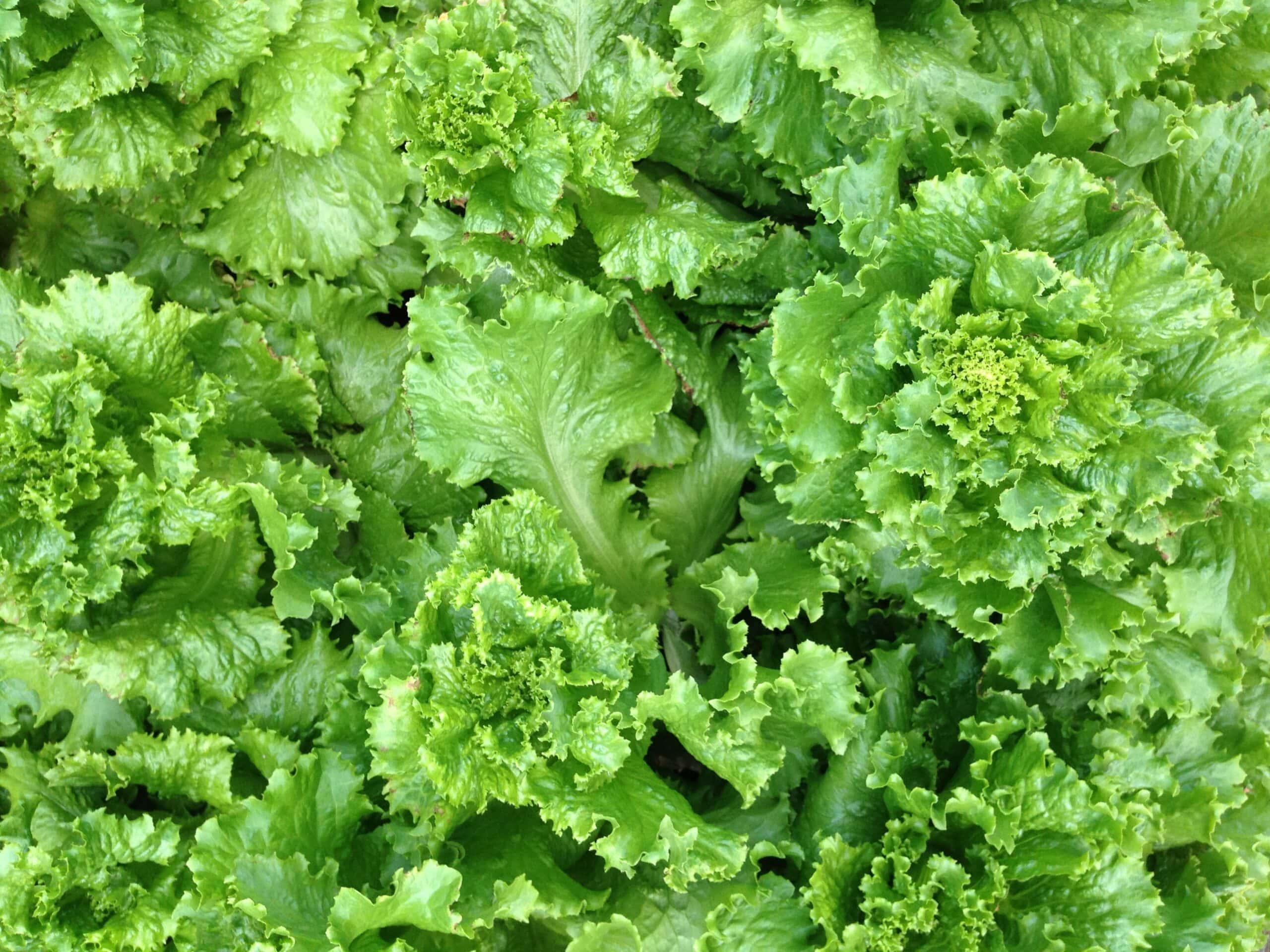 Paris White lettuce