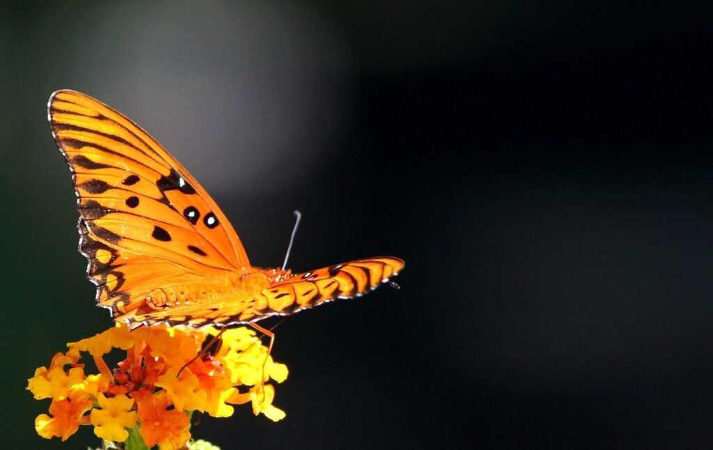Passion Butterfly