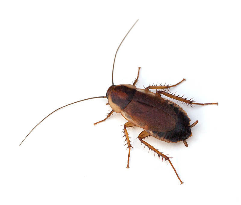 Pennsylvania wood cockroach