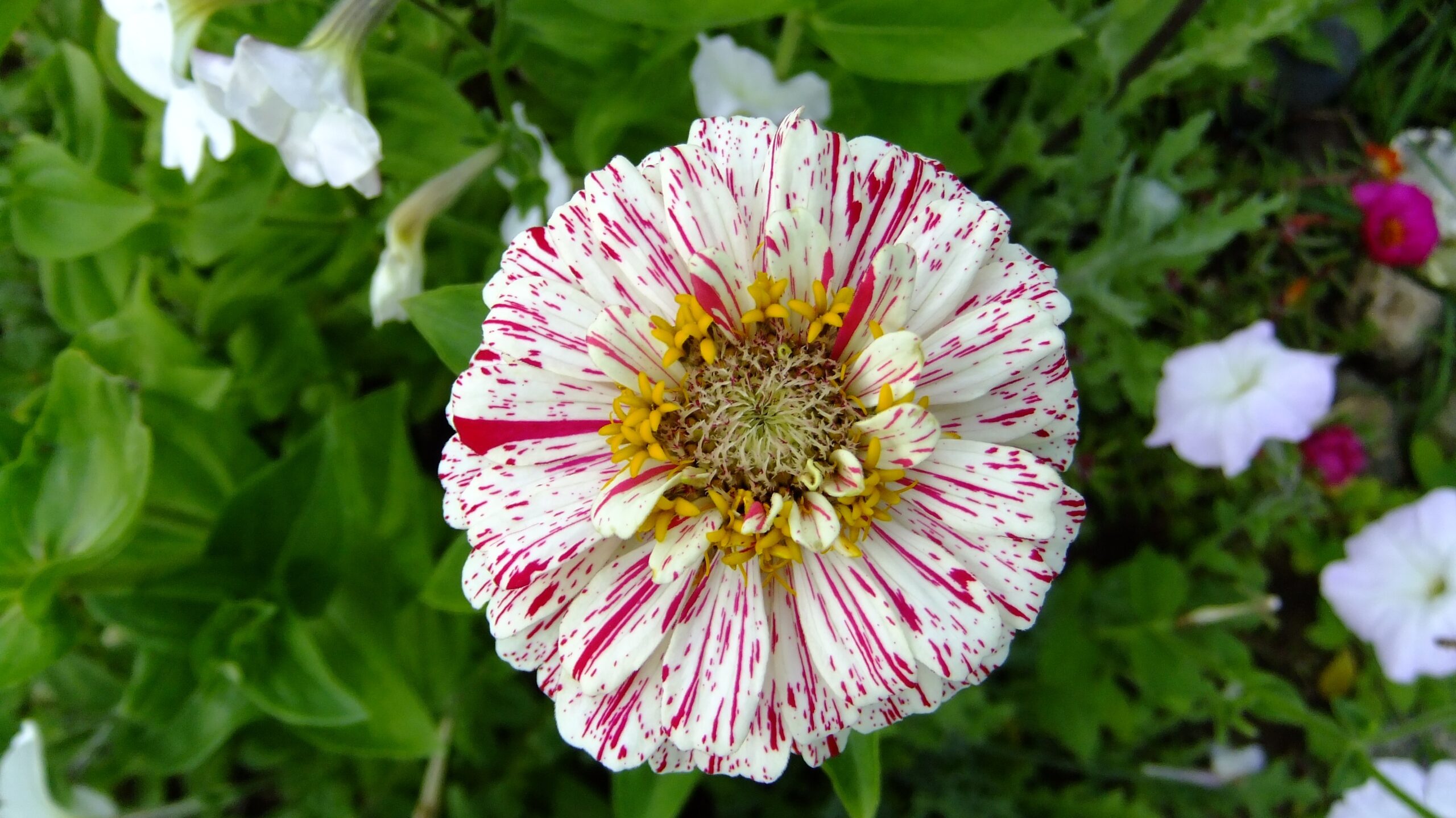 Peppermint Stick Zinnia flower