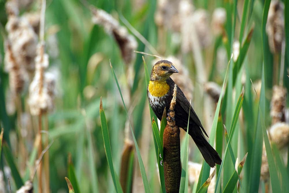Perched yellow headed blackbird