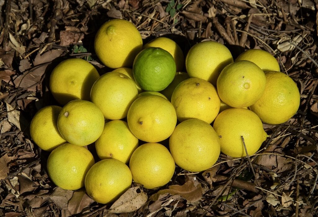Persian Limes