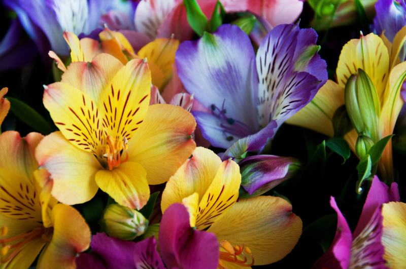 Peruvian Lily alstroemeria flower