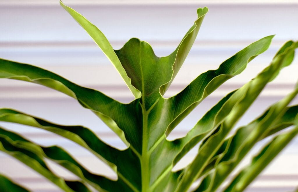 Philodendron